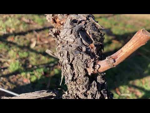 Grape pruning suckers vs fruit producing