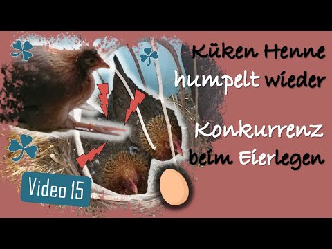 Hühner 15 🐥😢 Kükin humpelt schon wieder 🥚🐔💥🐔🥚 Probleme & Konkurrenz beim Eierlegen in Legenestern