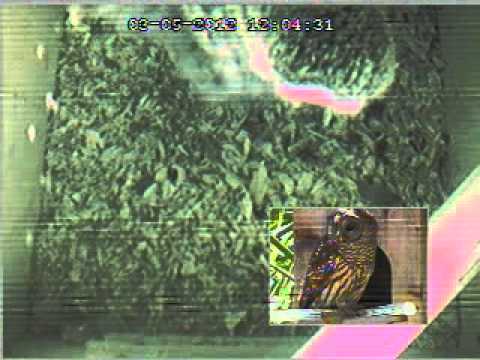 Owlet eats a live snake