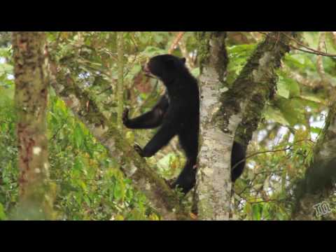 Andean bears feeding on aguacatillo