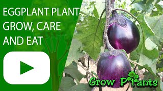 Eggplant plant - grow, care & harvest (Eat Fresh Eggplants )