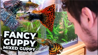 ഫാൻസി ഗപ്പി വളർത്തി പണി കിട്ടി 🤕 Problems in Guppy Farms