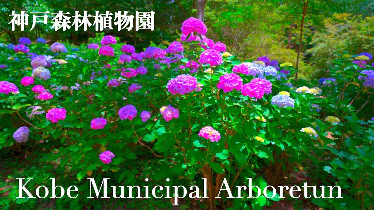 Embark on an engaging virtual journey through Kobe Municipal Arboretum.