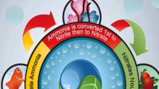 Aquaponics   A Better Way to Grow Food