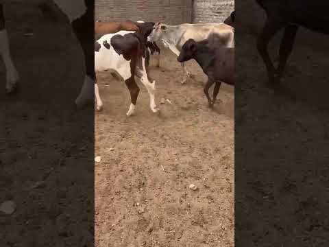17 Bezerras de linhagem Leiteira: 1.100 reais cada em São Mamede/ Paraíba. Whatsapp 84 99810 2784*
