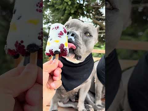 Picolé de Frutas com Iogurte Natural 🐾 #americanbully