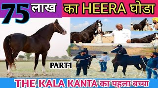 preview picture of video 'kala kanta ka phela बच्चा  HEERA 75 लाख  ka | मारवाड़ी घोड़ा हीरा | Beniwal STUD FARM | PART- 1'