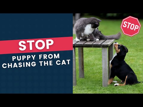 Stop Puppy From Chasing the Cat