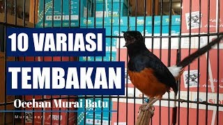 Download lagu kompilasi 10 VARIASI TEMBAKAN murai, Murai batu Fighter diJAMIN NYAUT Emosi !!! mp3 Download lagu kompilasi 10 VARIASI TEMBAKAN murai, Murai batu Fighter diJAMIN NYAUT Emosi !!! mp3