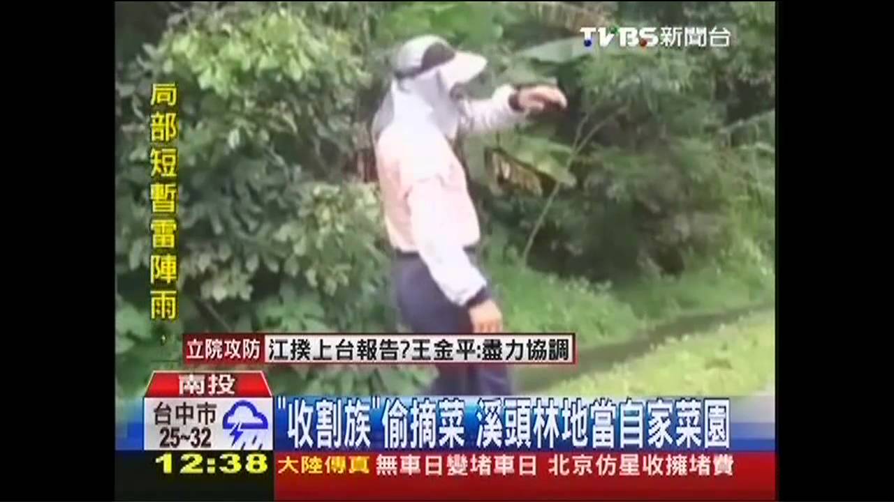 「收割族」偷摘菜　溪頭林地當自家菜園