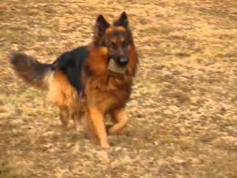 Bari biegnie z kamieniem w pysku