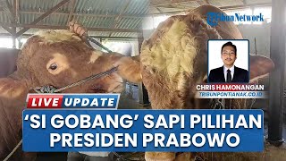 Presiden Prabowo Siapkan Sapi 'Si Gobang' Seharga Rp 97 Juta untuk Warga Kalbar Idul Adha 2025