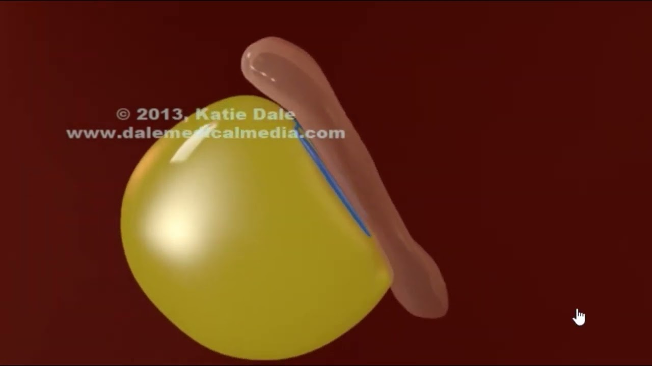 Cavidades corporais - parte 1