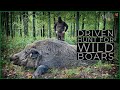 Driven Hunt for wild boars Driven Hunt for wild boars