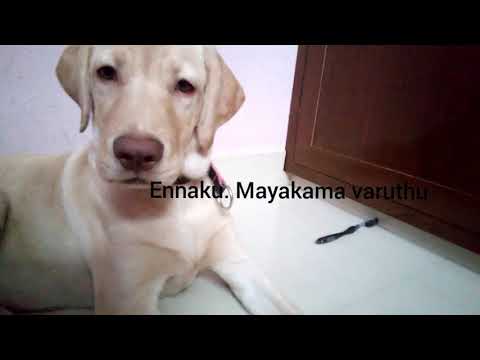 Mr.perro the 3 month old labrodor dog atrocities | perro vs harshini