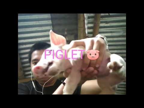 Aggressive Piglet.