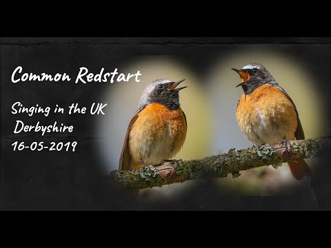 COMMON REDSTART singing in the UK