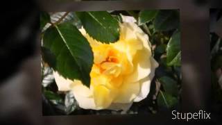 preview picture of video 'November Roses - 'Hawaiin Sunrise' Climbing Rose'