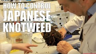 How to Control Japanese Knotweed