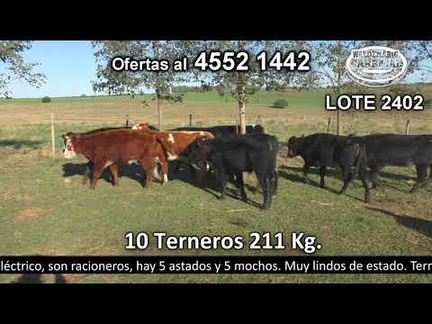 Lote 10 Terneros 4 NO c/  AA,  2 HE c/  RA,  2 AA,  1 HE c/  AA y 1 HO 211kg -  en El Amanecer. Paso Antolín- Ruta 22 Km 12