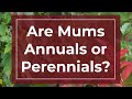 Are Mums Annuals or Perennials? 🤔 |  How to Grow Garden Mums #planttips #chrysanthemums #gardentips