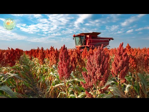 How American Farmers Harvest 20.9 Billion Pounds of Grain Sorghum Every Year