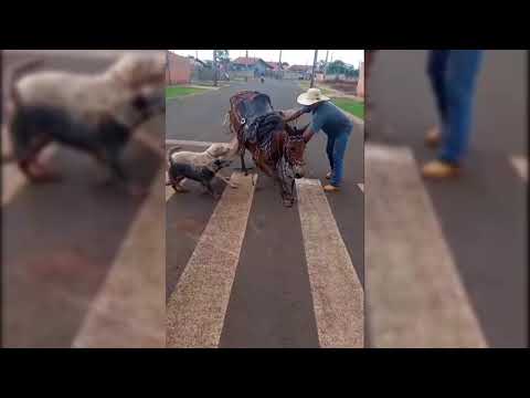 Agressão a animal causa revolta da população na cidade de Fênix, interior do Paraná