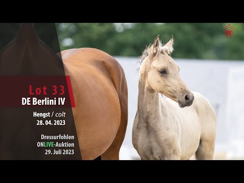 ONLIVE-AUKTION Lot 33 DE Berlini IV Hengst v. Dating AT NRW - Hilkens Black Delight WE