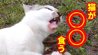 世界で一番美味しそうにご飯を食べる猫　The cat that eats rice most happily in the world