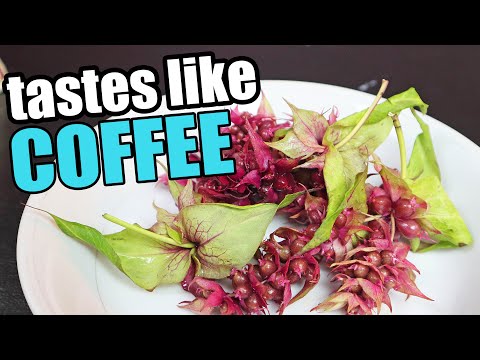 Himalayan Honeysuckle : Crazy Looking Fruit That Tastes Like COFFEE - Weird Fruit Explorer
