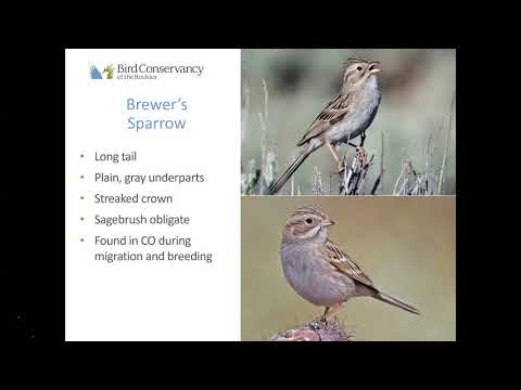 image-How do I tell Sparrow from House of Sparrow?