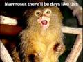 The Marmoset Song