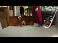 English Bulldog dogs for sale: Misty - Video 1
