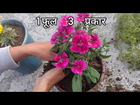 1 फूल 3 रंग || Flowering plants || Urva Ansari Vlogs