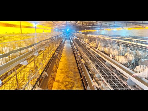 Broiler Breeders Parents Cages