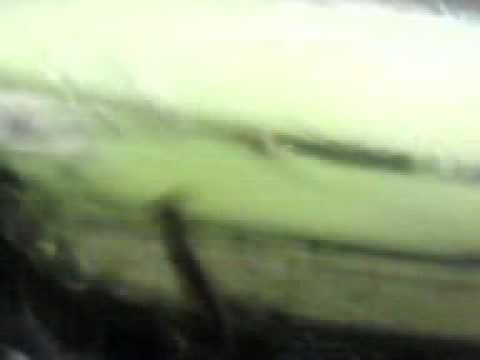 sport welligton saci gol de falta 11-11-11