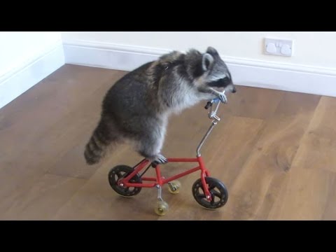 Funny Racoons & Their Abilities