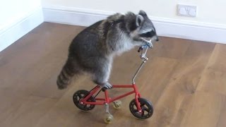 Funny Raccoon Videos ★ Keep Calm And Be A Raccoon [Funny Pet Media]