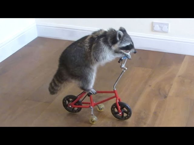 הגיית וידאו של Raccoon בשנת אנגלית