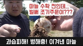 병해충 습해피해 다 이겨낸 마늘 밭!!! 벌써 마늘 조기 주문이 시작되었습니다!!