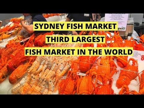 Sydney Fish Market | Third Largest Fish Market in the World