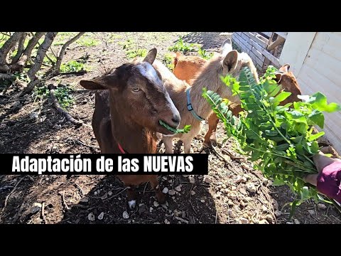 El Gallinero Feliz  and Sólo Gallinas Felices