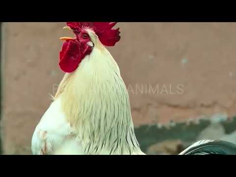 ROOSTER CROWING COMPILATION 2022 - rooster sounds