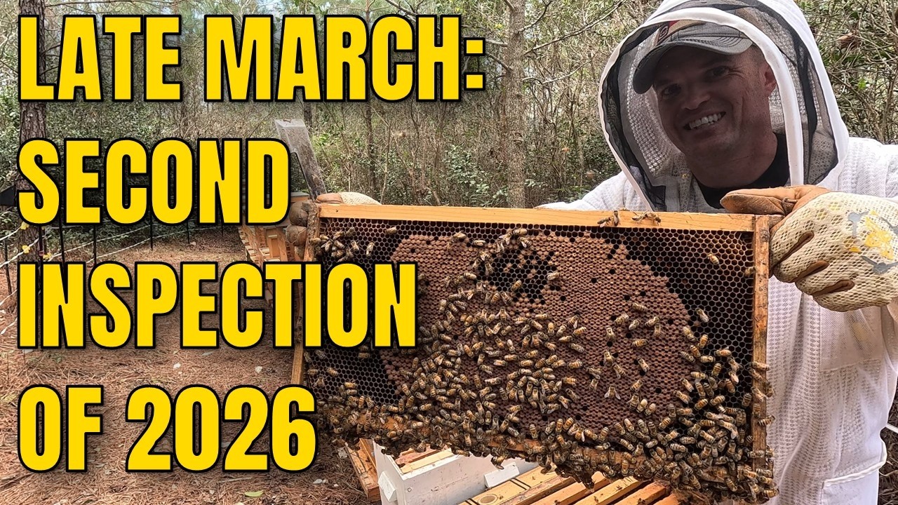 Second Hive Inspection of the Season | Strong Colonies, One Concern & Early Swarm Signs 🐝