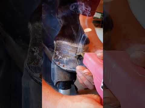 Fixing Massive Crack - Hoof Restoration