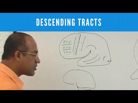 Descending Tracts | Corticospinal Tract | Pyramidal & Extrapyramidal Tract🩺