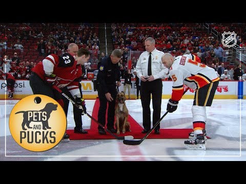Coyotes host police dog for ceremonial puck drop