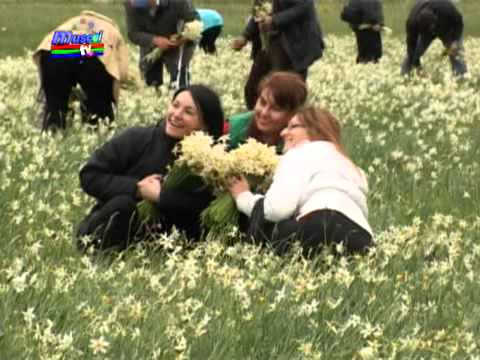 Narcisele de la Negrasi, un nou brand al Argesului