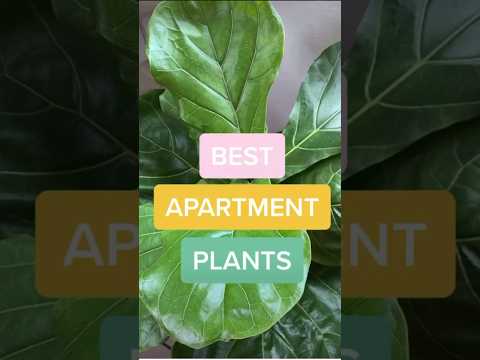 Best Indoor Plants for Apartment and Condo! 🪴