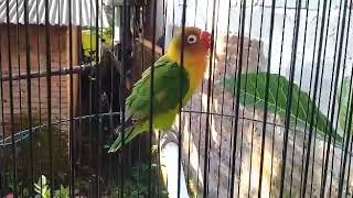 Download lagu Love bird ngekek unik kik kik kik π²π²π²π²π²π² mp3 Download lagu Love bird ngekek unik kik kik kik π²π²π²π²π²π² mp3